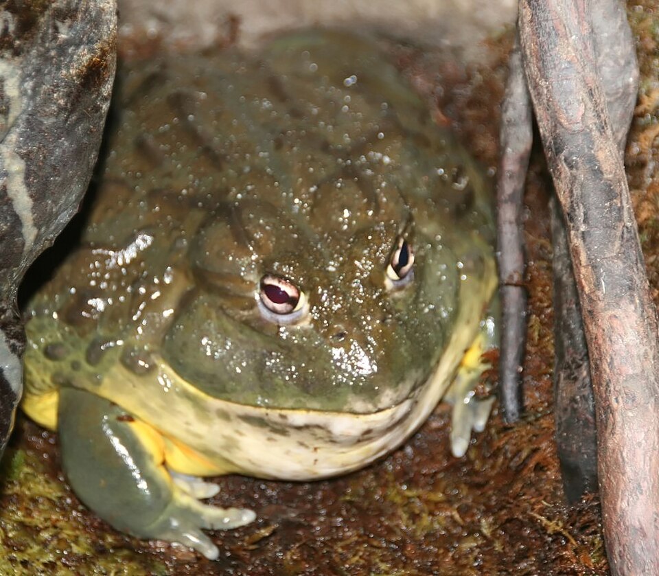 非洲牛蛙（Pyxicephalus adspersus）