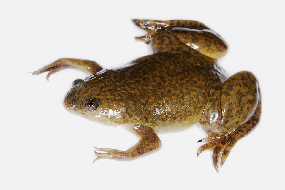 非洲爪蟾（Xenopus laevis）