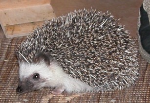 非洲迷你刺猬（Atelerix albiventris）