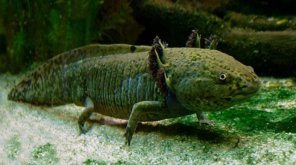 墨西哥钝口螈（Ambystoma mexicanum）