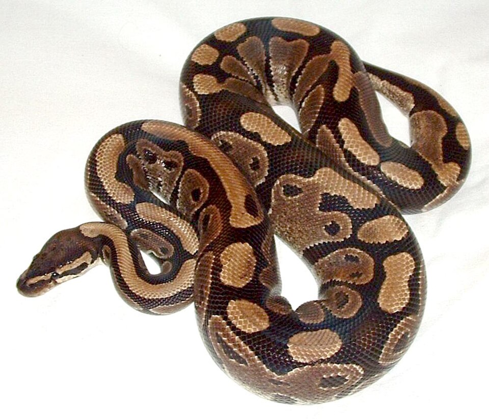 球蟒（Python regius）