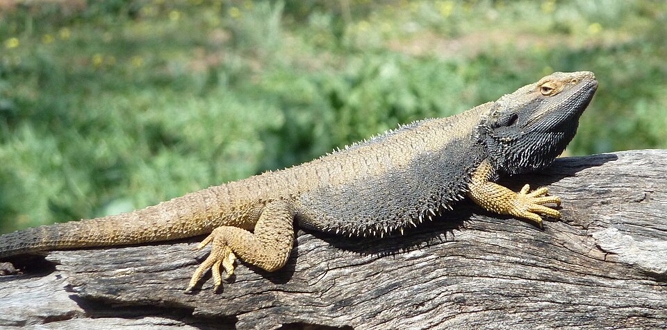 中部鬃狮蜥（Pogona vitticeps）