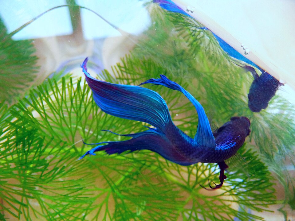 暹罗斗鱼（Betta splendens）