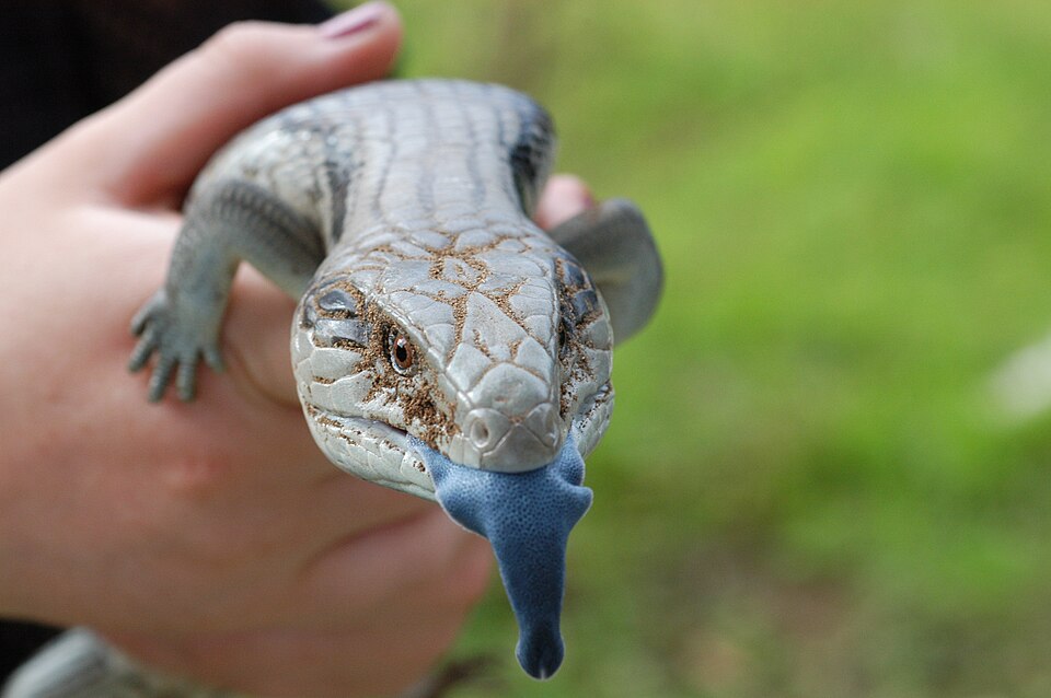 蓝舌石龙子（Tiliqua scincoides）