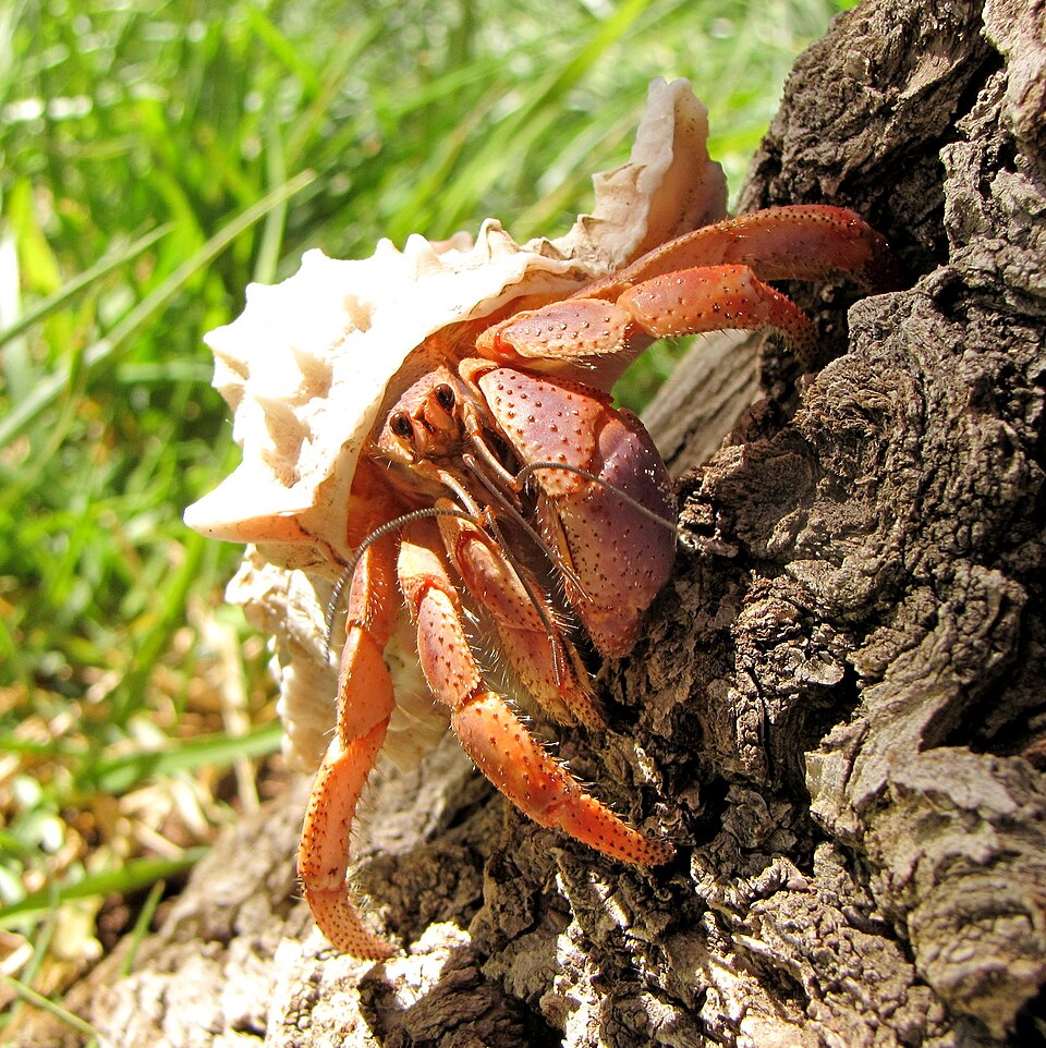 加勒比陆寄居蟹（Coenobita clypeatus）