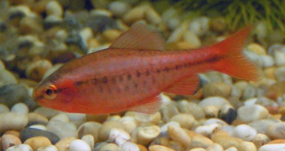 樱桃鲃（Puntius titteya）