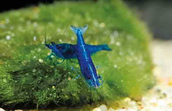 樱花虾（Neocaridina davidi）