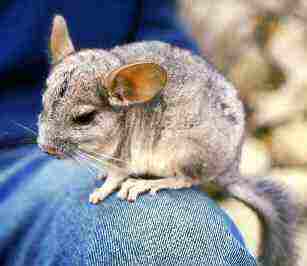 长尾毛丝鼠（龙猫）（Chinchilla lanigera）