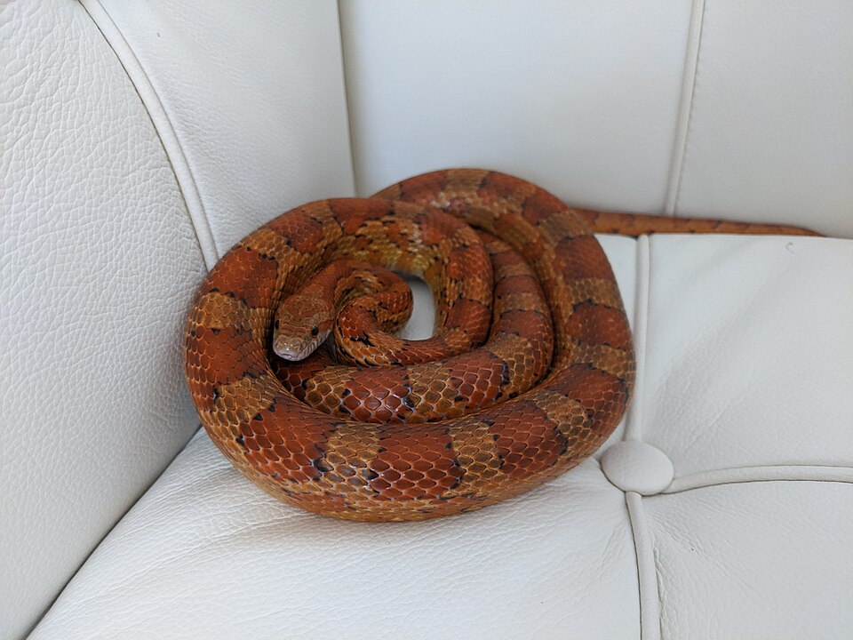 玉米蛇（Pantherophis guttatus）