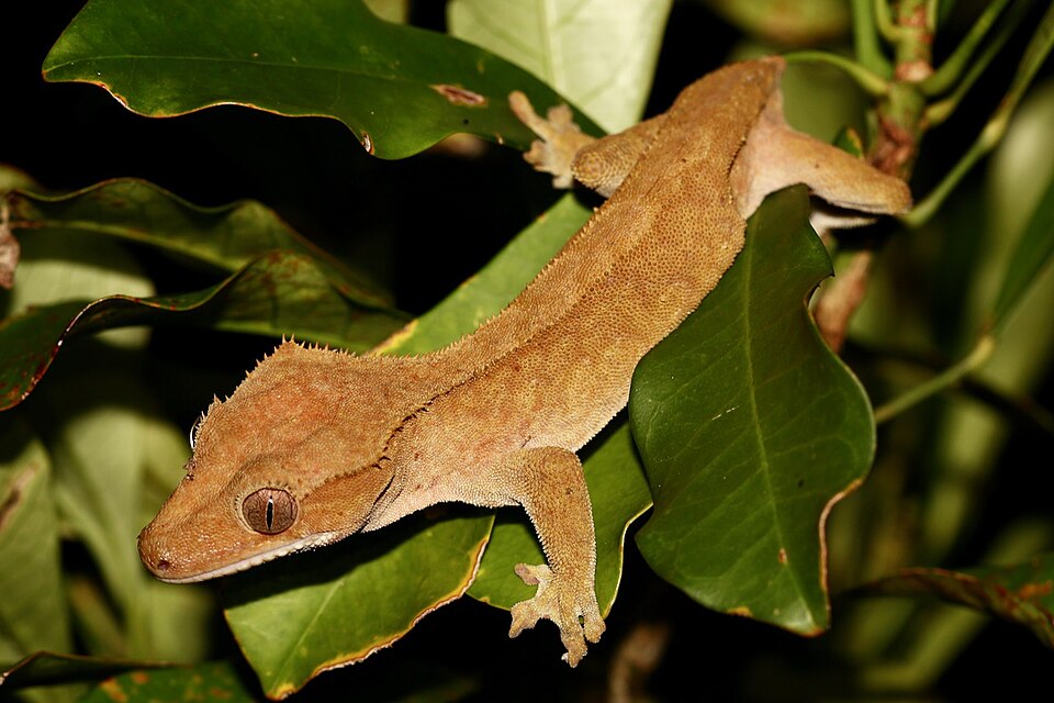 睫角守宫（Correlophus ciliatus）