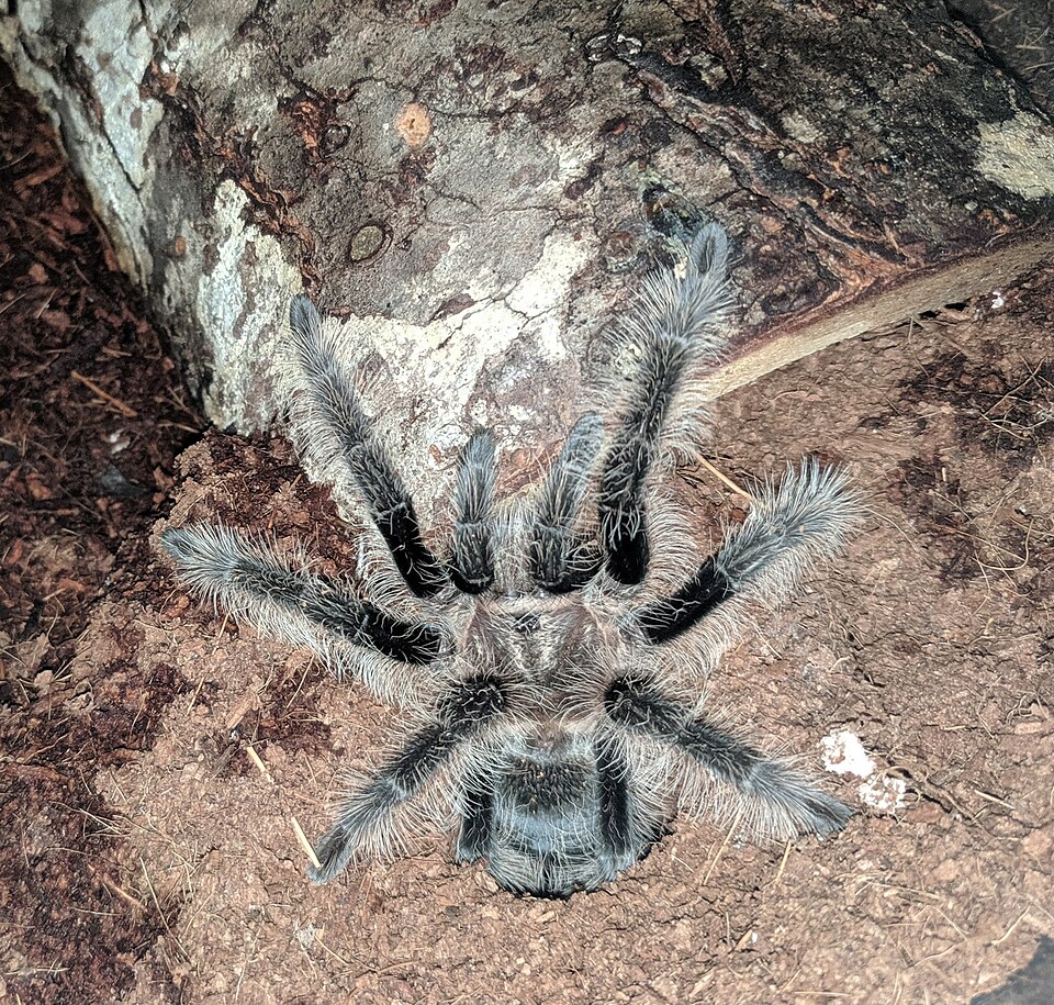 卷毛捕鸟蛛（Tliltocatl albopilosus）