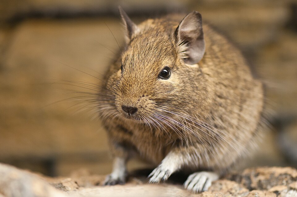 智利八齿鼠（Octodon degus）