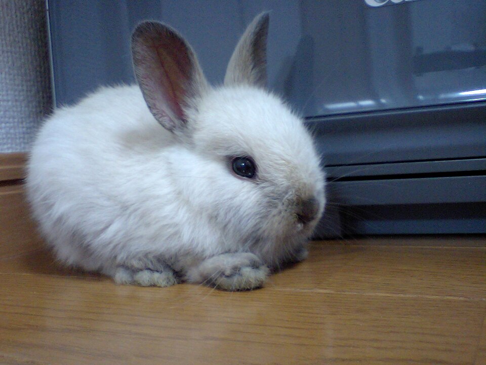 侏儒兔（Oryctolagus cuniculus）