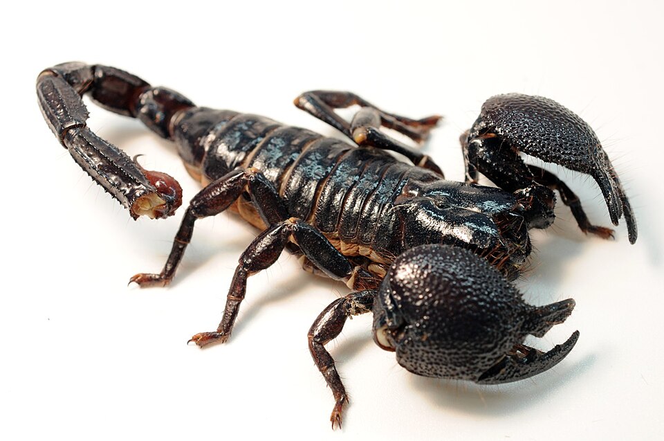 帝王蝎（Pandinus imperator）