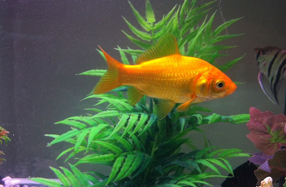 观赏金鱼（Carassius auratus）
