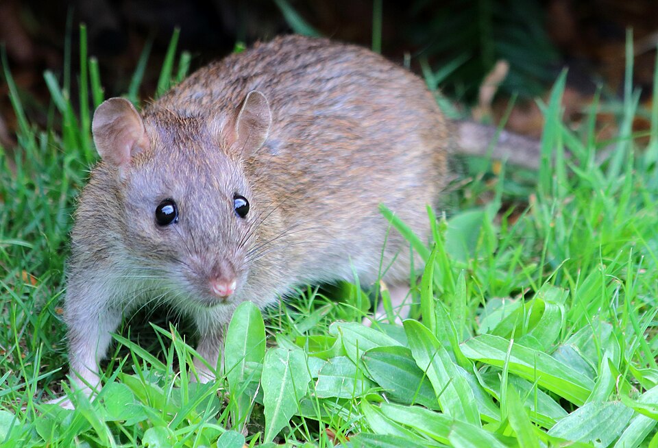 宠物褐家鼠（Rattus norvegicus）