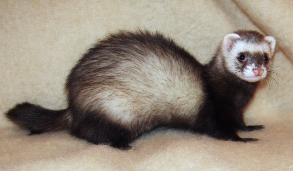 雪貂（Mustela putorius furo）