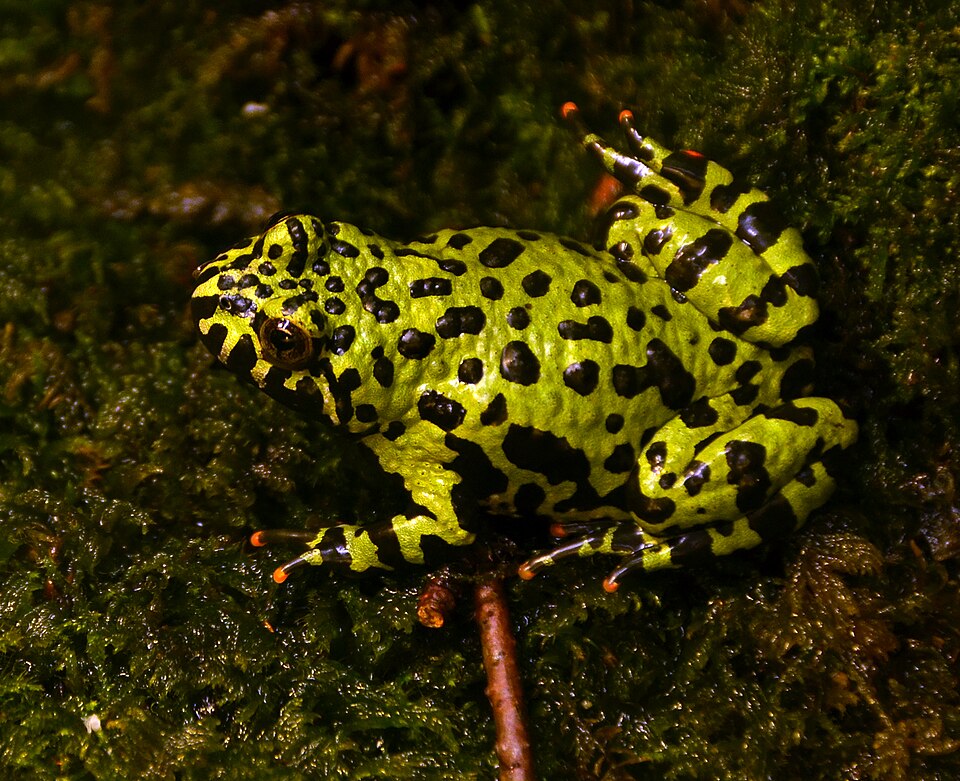 东方铃蟾（Bombina orientalis）