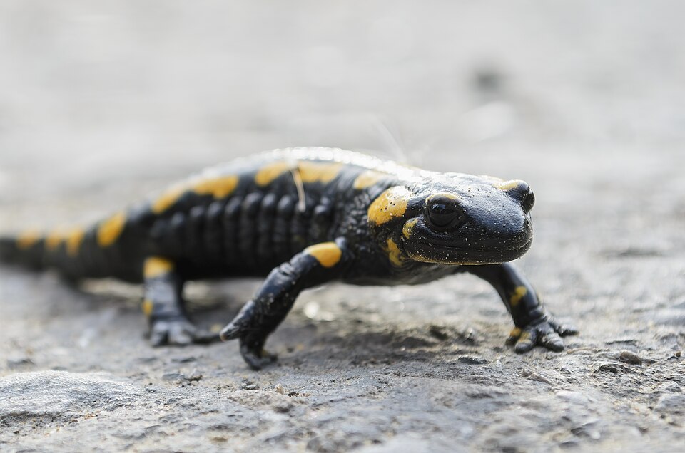 火蝾螈（Salamandra salamandra）