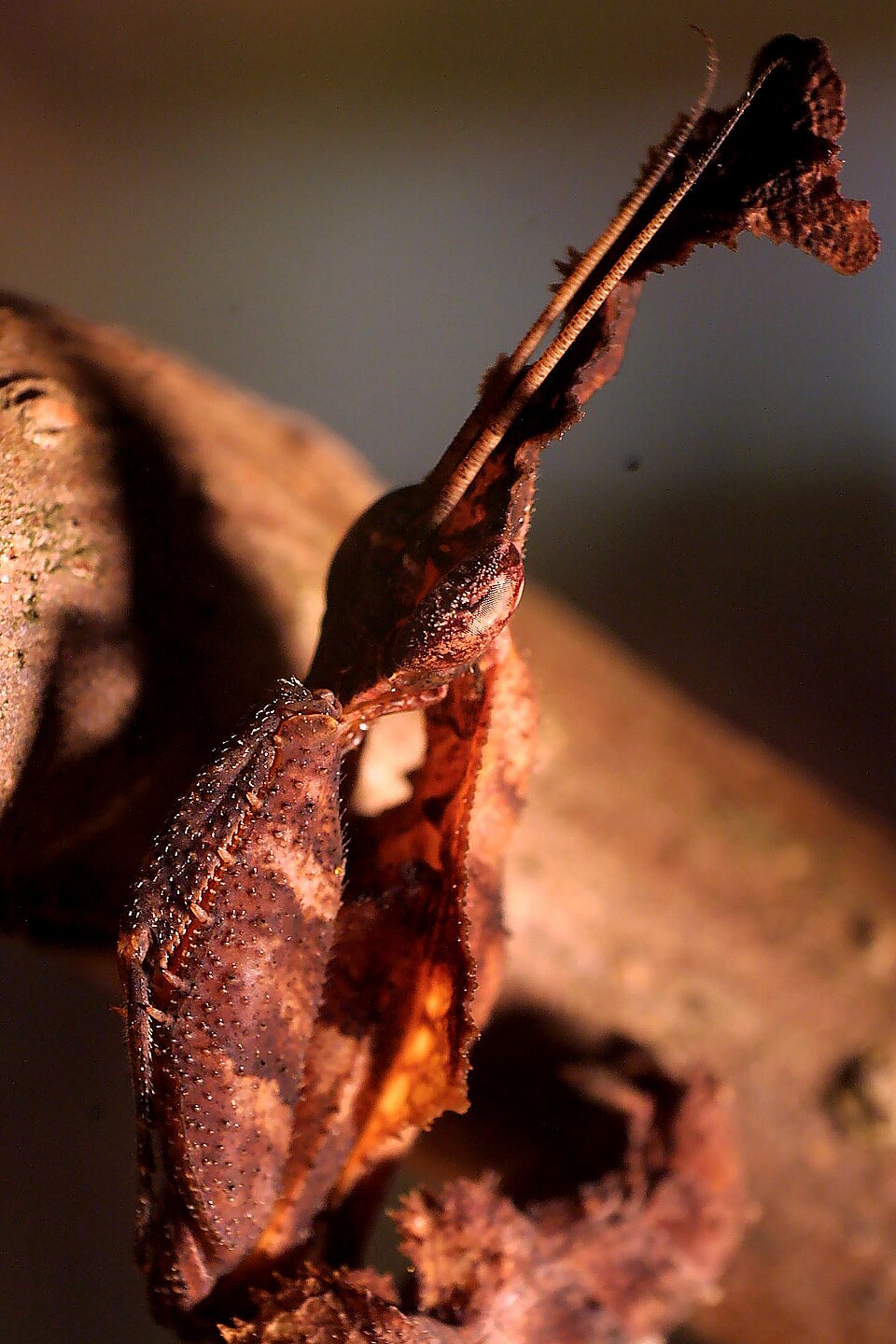 枯叶螳螂（Phyllocrania paradoxa）