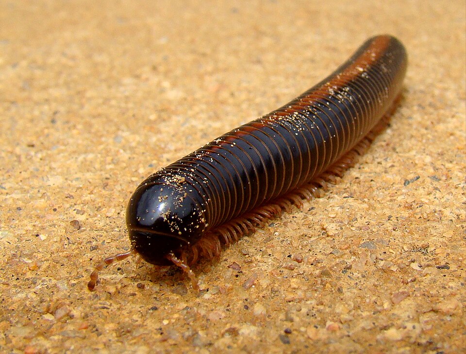 非洲巨型马陆（Archispirostreptus gigas）