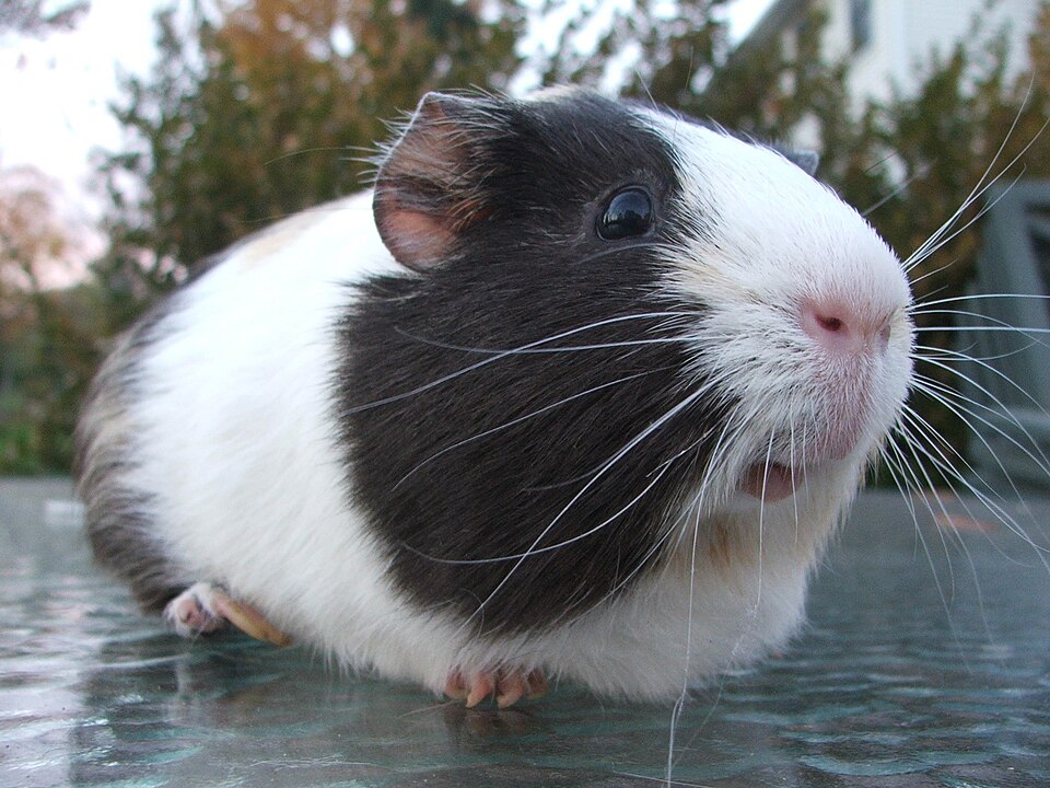 豚鼠（Cavia porcellus）