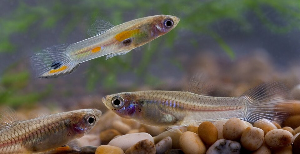 孔雀鱼（Poecilia reticulata）