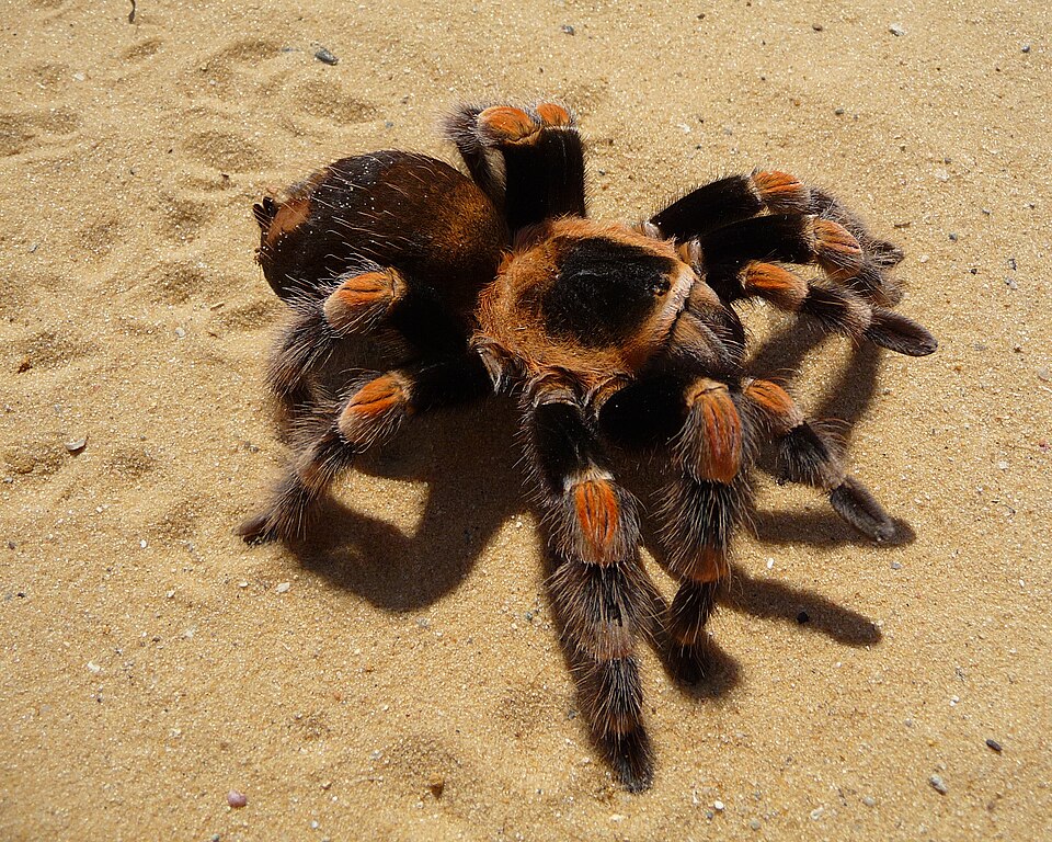 墨西哥红膝捕鸟蛛（Brachypelma hamorii）