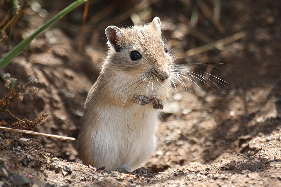 蒙古沙鼠（Meriones unguiculatus）