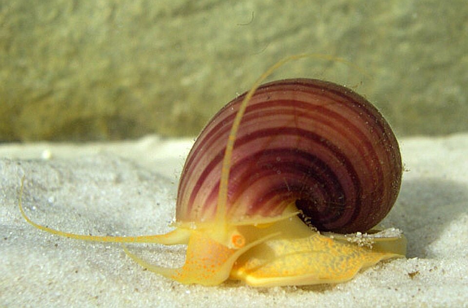 神秘螺（Pomacea diffusa）