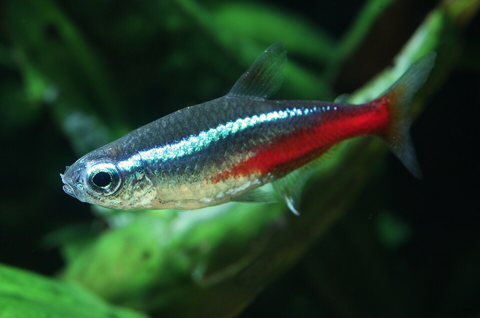 霓虹灯鱼（Paracheirodon innesi）