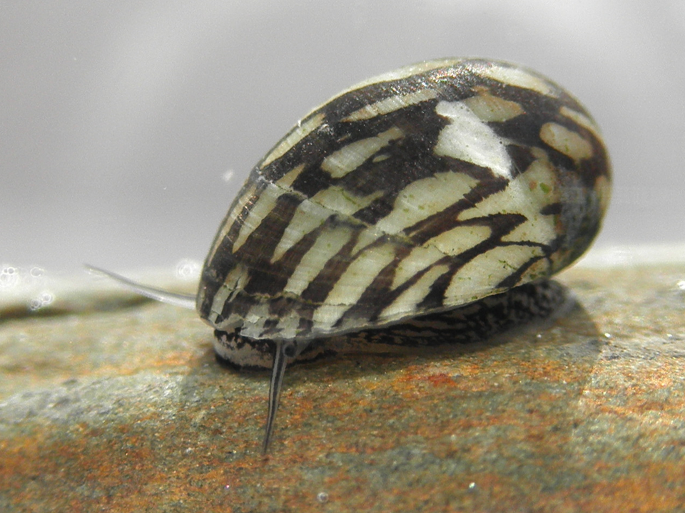 斑马螺（Neritina natalensis）