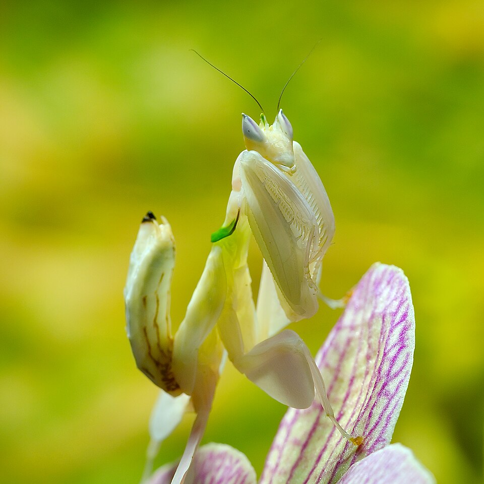 兰花螳螂（Hymenopus coronatus）