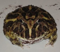 南美角蛙（Ceratophrys cranwelli）