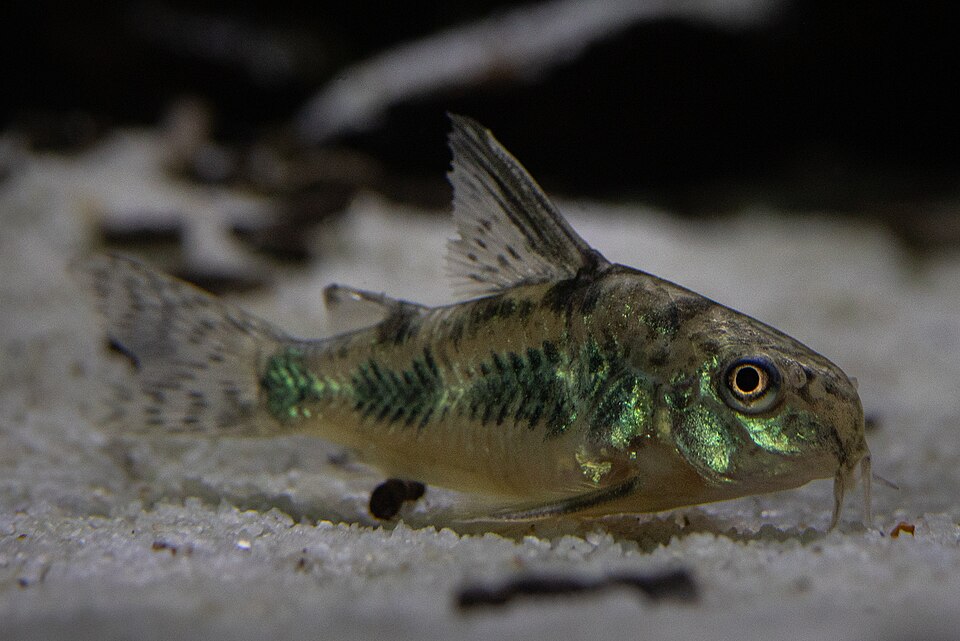 花斑鼠鱼（Corydoras paleatus）