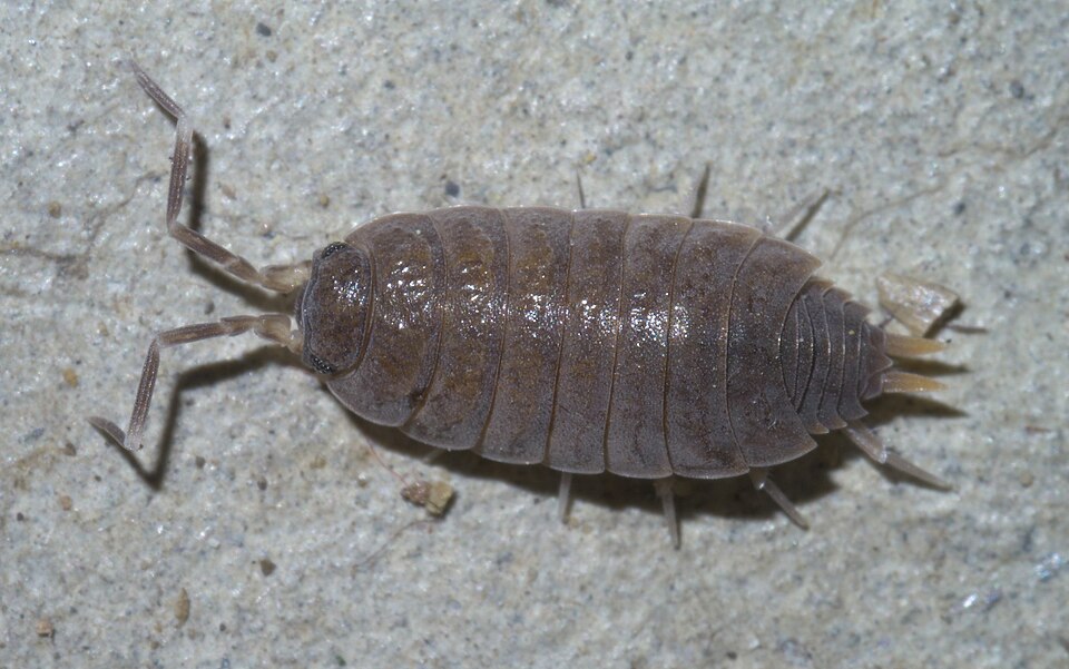 橙色潮虫（Porcellionides pruinosus）