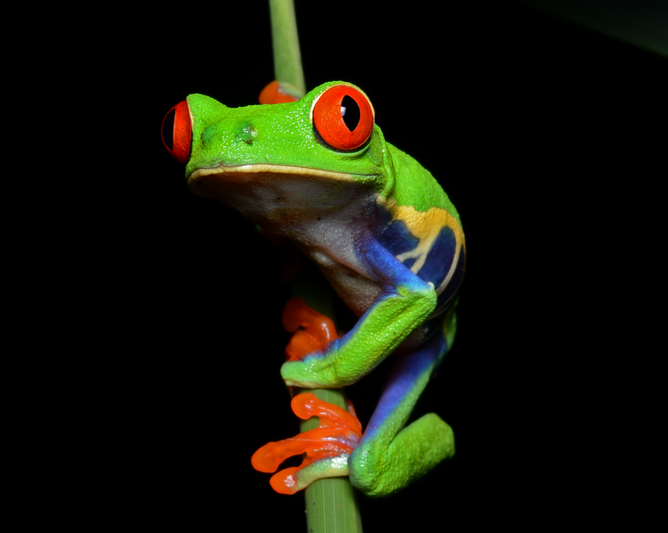 红眼树蛙（Agalychnis callidryas）