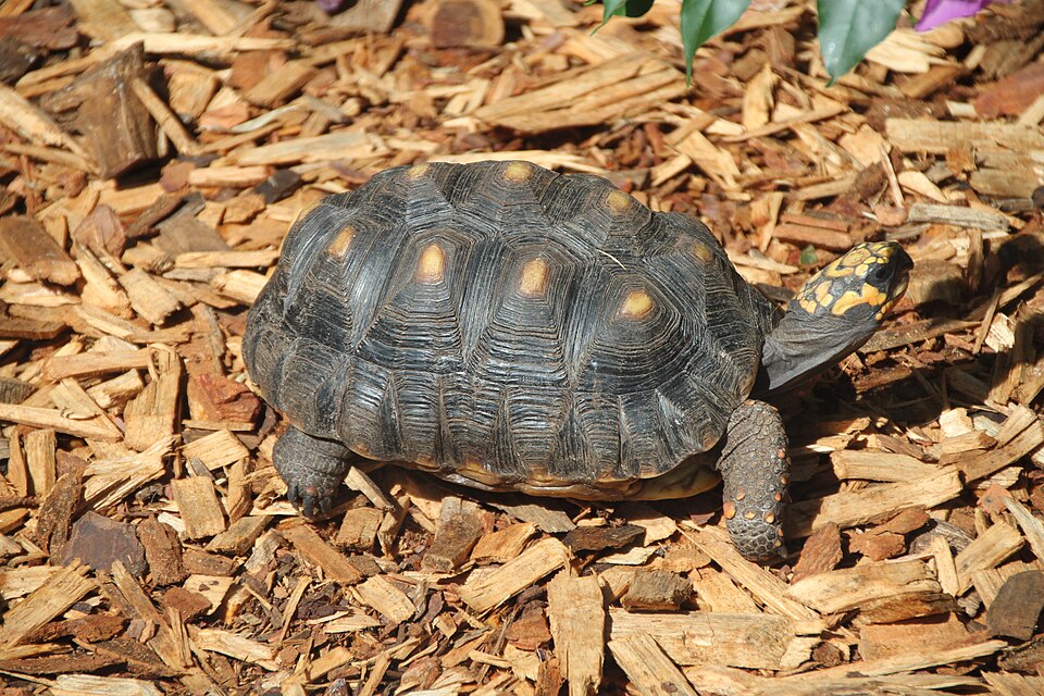 红腿陆龟（Chelonoidis carbonaria）