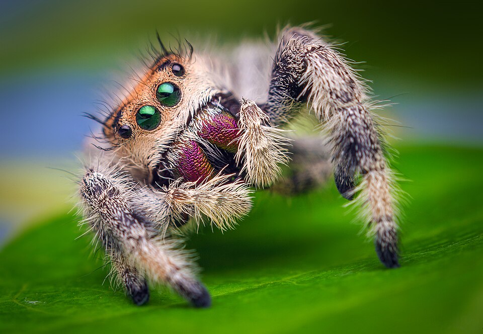帝王跳蛛（Phidippus regius）