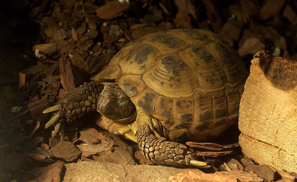 俄罗斯陆龟（Testudo horsfieldii）