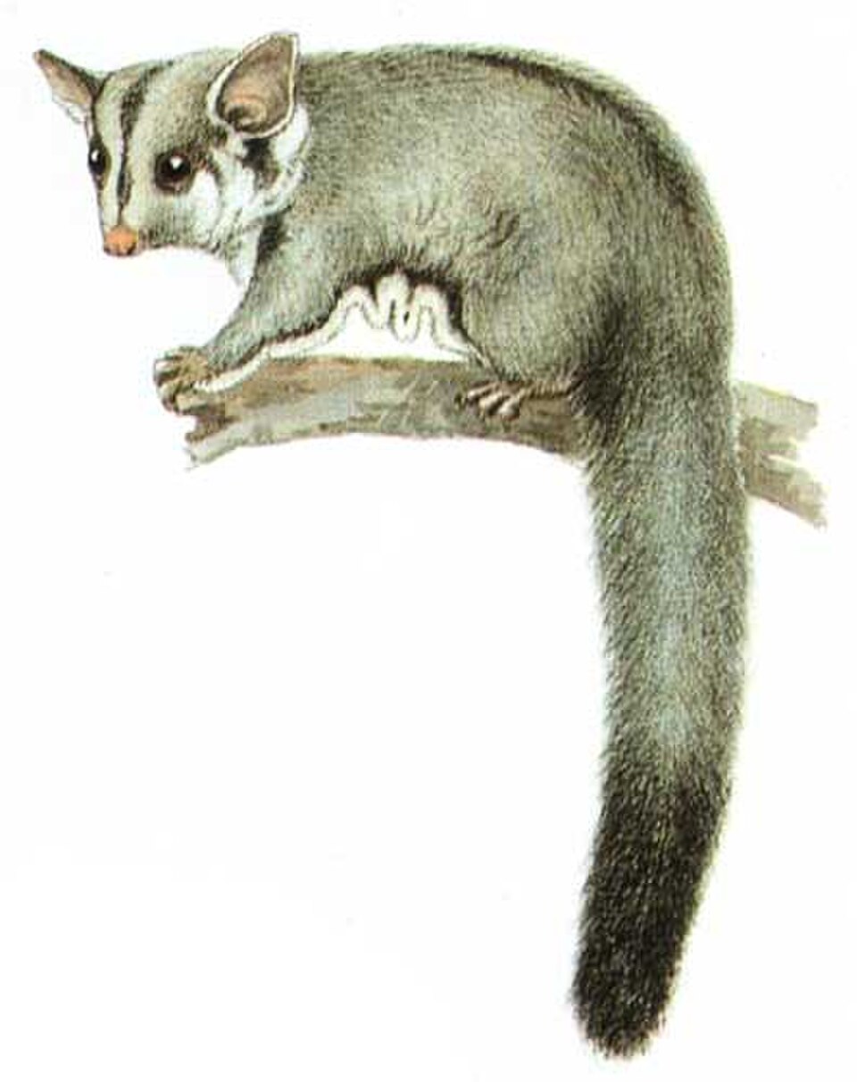 蜜袋鼯（Petaurus breviceps）