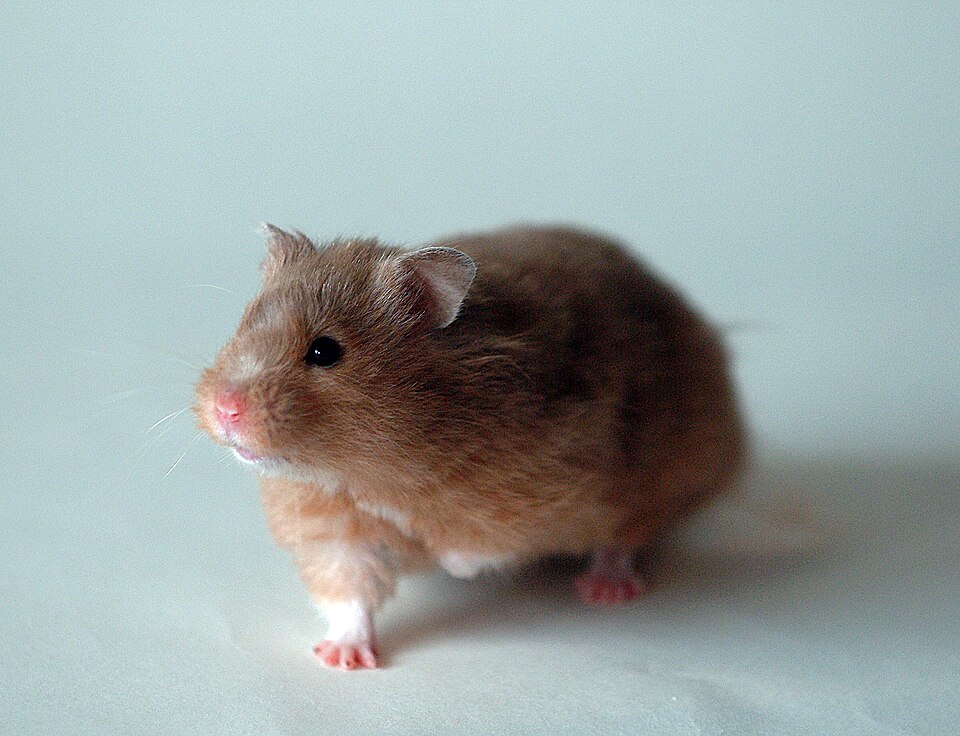 叙利亚仓鼠（Mesocricetus auratus）