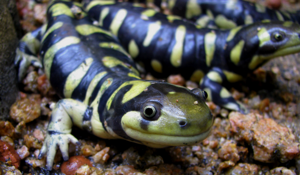 虎纹钝口螈（Ambystoma tigrinum）
