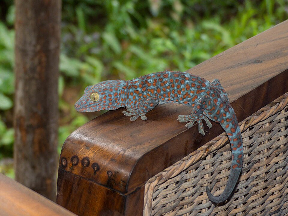 大守宫（Gekko gecko）
