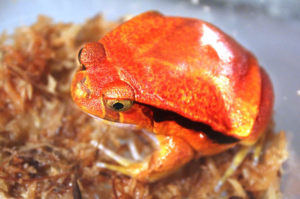 南方番茄蛙（Dyscophus guineti）