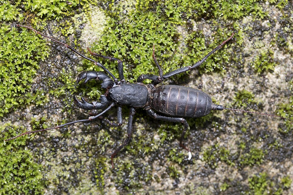 鞭蝎（Mastigoproctus giganteus）