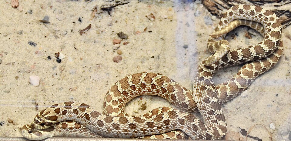 西部猪鼻蛇（Heterodon nasicus）