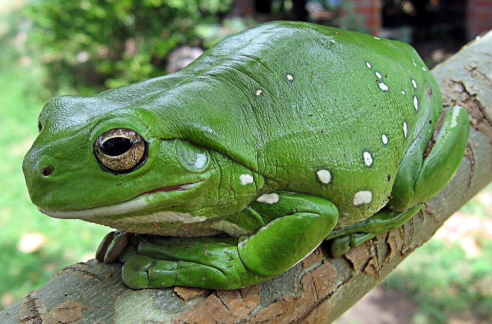 白氏树蛙（Litoria caerulea）