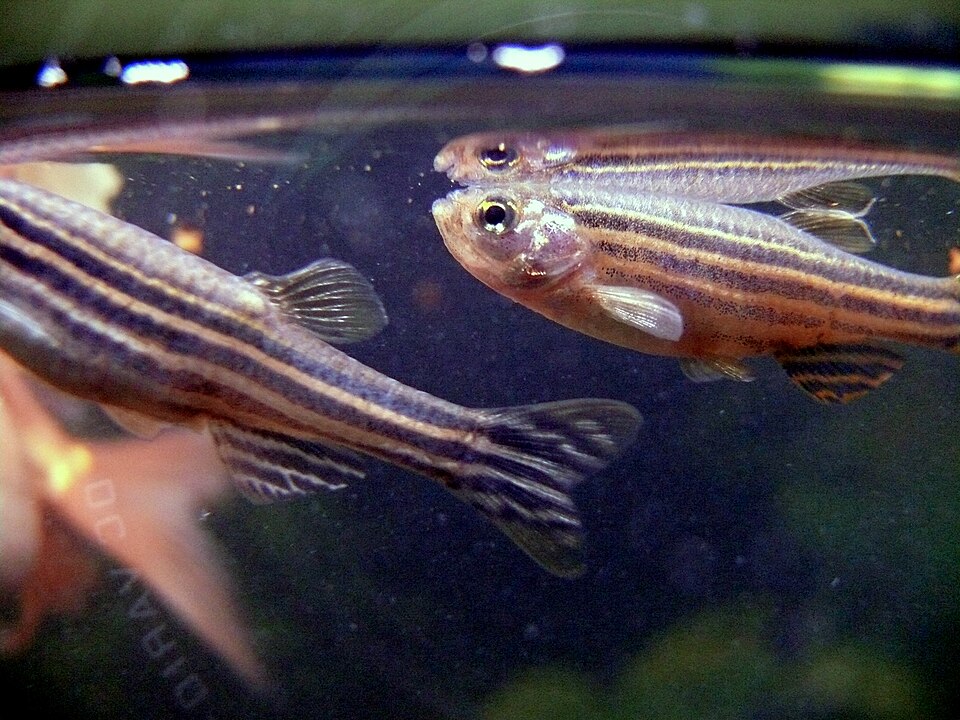 斑马鱼（Danio rerio）